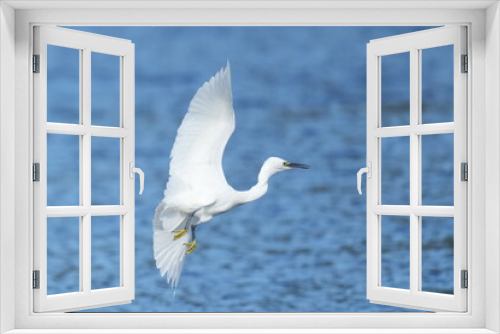 Fototapeta Naklejka Na Ścianę Okno 3D - egret in a field