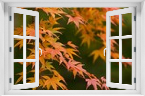 Fototapeta Naklejka Na Ścianę Okno 3D - Beautiful maple leaves in Korea