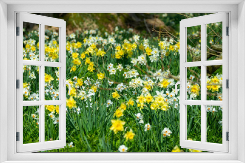 Fototapeta Naklejka Na Ścianę Okno 3D - Daffodils in the Meadow