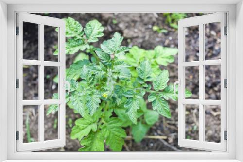 Fototapeta Naklejka Na Ścianę Okno 3D - seedling of tomato