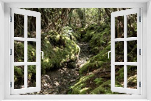 Fototapeta Naklejka Na Ścianę Okno 3D - Trail Climbing Up Brushy Mountain in Great Smoky Mountains