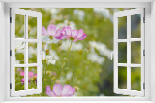 Fototapeta Naklejka Na Ścianę Okno 3D - Pink Gesang Flowers in Autumn