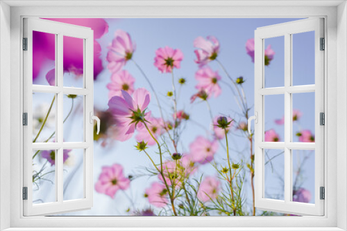Fototapeta Naklejka Na Ścianę Okno 3D - Pink Gesang Flowers in Autumn