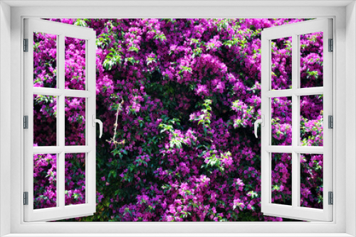 Fototapeta Naklejka Na Ścianę Okno 3D - blooming lilac bush