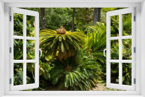 Fototapeta Naklejka Na Ścianę Okno 3D - Japanese sago palm
