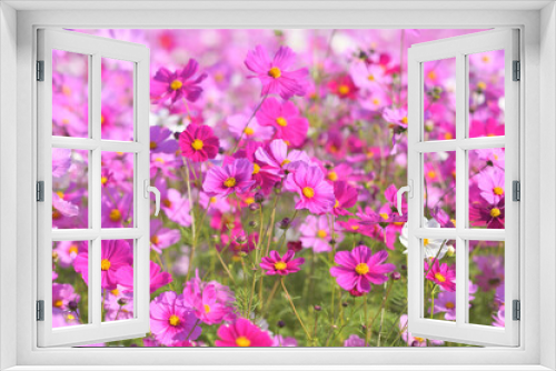 Fototapeta Naklejka Na Ścianę Okno 3D - カラフルに咲きそろった綺麗なコスモス