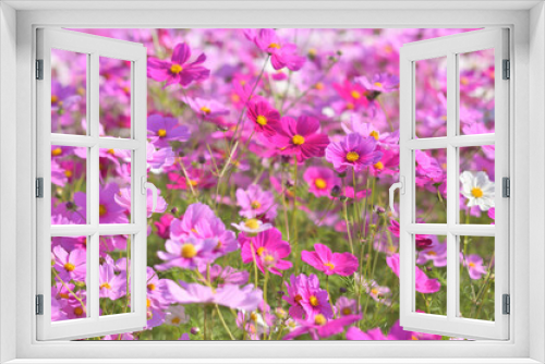 Fototapeta Naklejka Na Ścianę Okno 3D - カラフルに咲きそろった綺麗なコスモス
