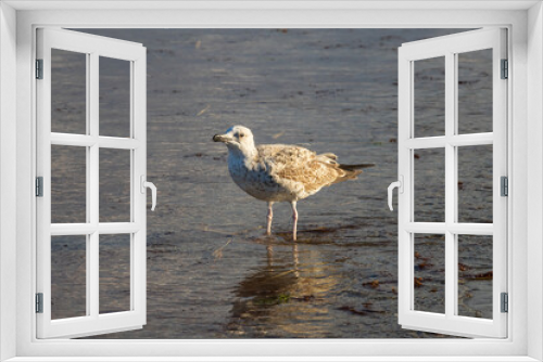 Fototapeta Naklejka Na Ścianę Okno 3D - Picture of a sea gull relaxing in sea water
