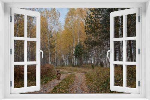 Fototapeta Naklejka Na Ścianę Okno 3D - Brown Australian Shepherd dog walks in autumn forest on rural road. Aussie red tricolor walks in fall yellow park among birches and coniferous trees. Concept of active pets outside. Rear view.