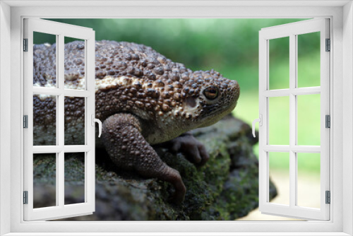 Fototapeta Naklejka Na Ścianę Okno 3D - The False Toad -giant frog- (Pseudobufo subasper) native to Indonesia perches on a mossy rock.