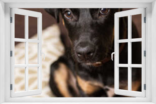 Fototapeta Naklejka Na Ścianę Okno 3D - Perro cachorro color negro sobre sillón dentro de casa