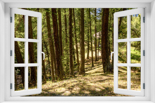 Fototapeta Naklejka Na Ścianę Okno 3D - nel bosco 02 - pineta in montagna col sole che filtra fra i rami