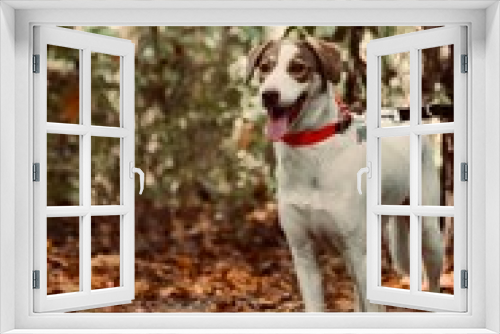 Fototapeta Naklejka Na Ścianę Okno 3D - jack russell terrier