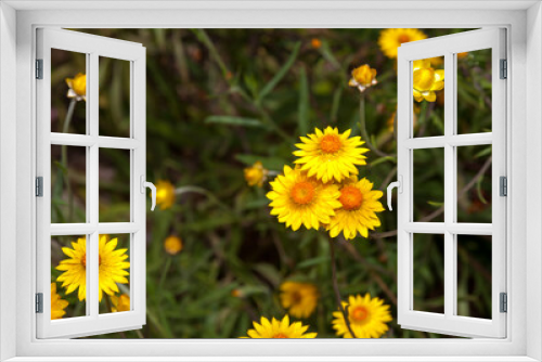 Fototapeta Naklejka Na Ścianę Okno 3D - Everlasting daisies last for a long time