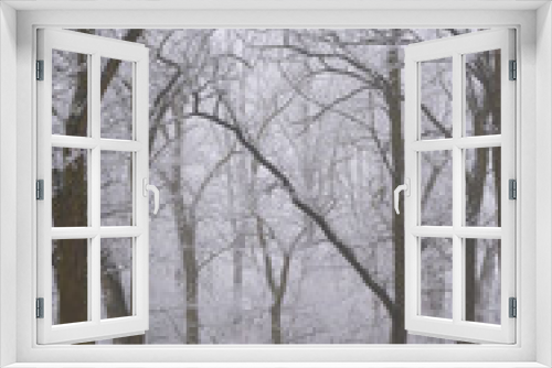 Fototapeta Naklejka Na Ścianę Okno 3D - Frosty trees in the park in winter, on a foggy day
