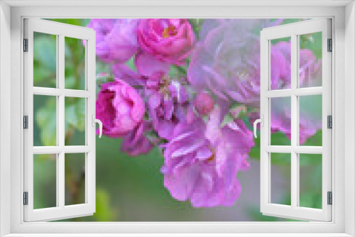 Fototapeta Naklejka Na Ścianę Okno 3D - ピンクの優しい色合いの秋ばら。いくつもの花が寄り合い自然なアレンジメントを作る