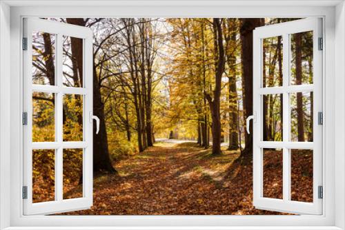 Fototapeta Naklejka Na Ścianę Okno 3D - Autumn forest path. Orange color tree, red brown maple leaves in fall city park. Nature scene in sunset fog Wood in scenic scenery Bright light sun Sunrise of a sunny day, morning sunlight view.