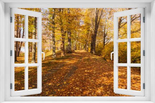 Fototapeta Naklejka Na Ścianę Okno 3D - Autumn forest path. Orange color tree, red brown maple leaves in fall city park. Nature scene in sunset fog Wood in scenic scenery Bright light sun Sunrise of a sunny day, morning sunlight view.