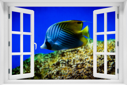 Fototapeta Naklejka Na Ścianę Okno 3D - The best view under sea
