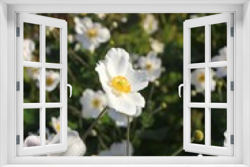 Fototapeta Naklejka Na Ścianę Okno 3D - Bright white flowers growing in the sunny meadow.