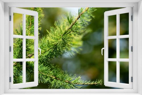 Fototapeta Naklejka Na Ścianę Okno 3D - Larch tree branch closeup
