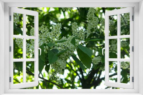 Fototapeta Naklejka Na Ścianę Okno 3D - bird cherry blossoms in May, white inflorescences on the branches