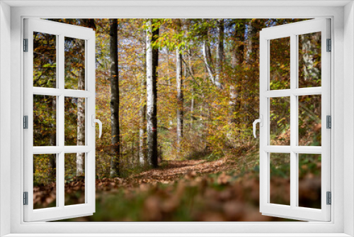 Fototapeta Naklejka Na Ścianę Okno 3D - Forest landscape in autumn: Colorful leaves, sunbeams and positive atmosphere