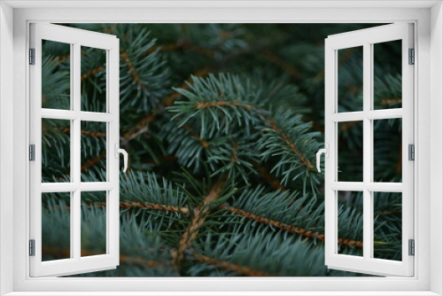 Fototapeta Naklejka Na Ścianę Okno 3D - Green branches of a Christmas tree, coniferous saturated tree branches close-up, background of a tree needle