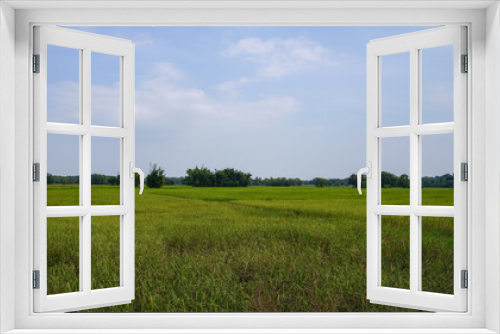 Fototapeta Naklejka Na Ścianę Okno 3D - rice field and sky  Simple atmosphere in rural Thailand.