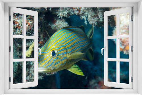 Fototapeta Naklejka Na Ścianę Okno 3D - An Atlantic Ocean Species of Fish
