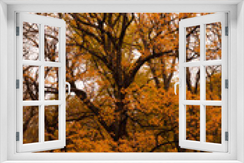 Fototapeta Naklejka Na Ścianę Okno 3D - orange autumn tree, autumn, tree, park, nature
