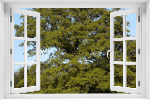 Fototapeta Naklejka Na Ścianę Okno 3D - Chéne pédonculé, Quercus robur