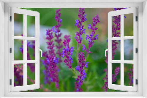 Fototapeta Naklejka Na Ścianę Okno 3D - close up of lavender