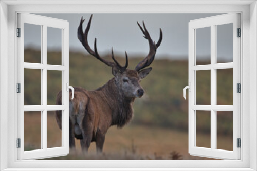 Fototapeta Naklejka Na Ścianę Okno 3D - Red deer stag in Bradgate Park .