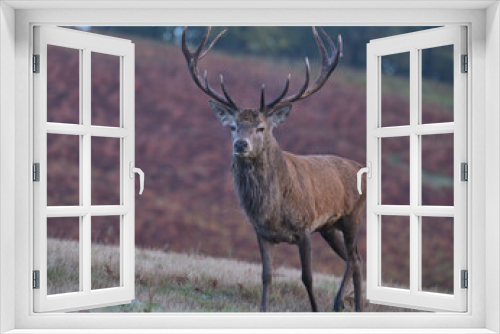 Fototapeta Naklejka Na Ścianę Okno 3D - Red deer stag in Bradgate Park .