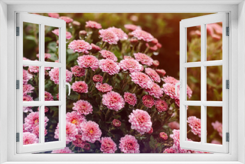 Fototapeta Naklejka Na Ścianę Okno 3D - Background of pink autumn flowers. Floral background.