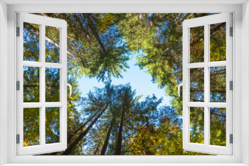 Fototapeta Naklejka Na Ścianę Okno 3D - coniferous forest view from below, autumn time