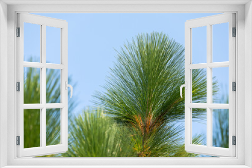 Fototapeta Naklejka Na Ścianę Okno 3D - longleaf pine on blue sky background. 