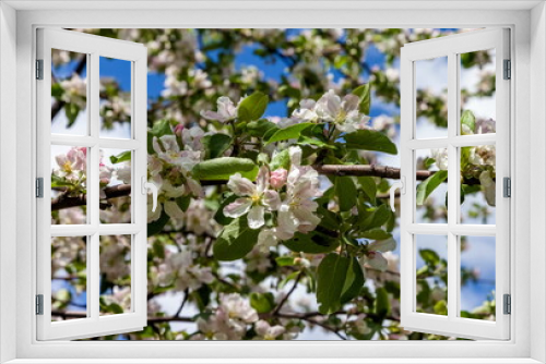Fototapeta Naklejka Na Ścianę Okno 3D - Flowers of the fruit tree Apple tree close-up on the background of greenery in spring