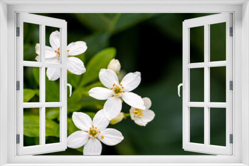 Fototapeta Naklejka Na Ścianę Okno 3D - Mediterrane Gartenwelt, Früchte, Bienen und Schmetterlinge