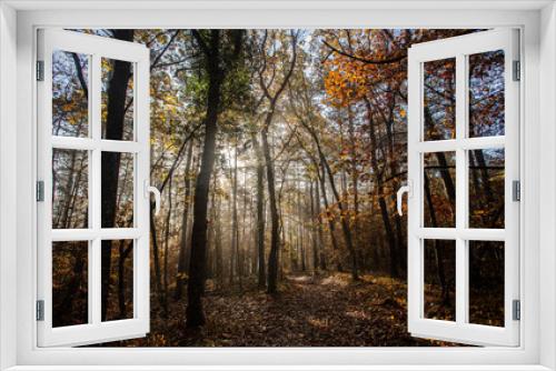 Fototapeta Naklejka Na Ścianę Okno 3D - misty autumn forest
