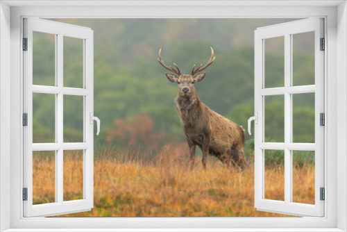 Fototapeta Naklejka Na Ścianę Okno 3D - Red Deer stag alert and facing forward in Autumn, Strathconon Estate, Scottish Highlands.  Scientific name: Cervus elaphus.  Blurred background.  Space for copy.
