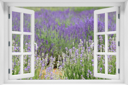 Fototapeta Naklejka Na Ścianę Okno 3D - cultivation with dense flowering bushes of fragrant lavender to obtain perfumes and essential oils