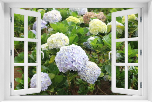 Fototapeta Naklejka Na Ścianę Okno 3D - flowers in a beautiful garden