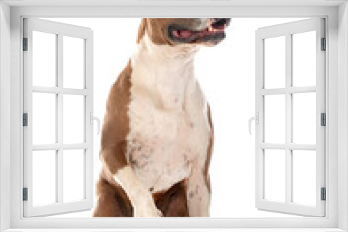 Fototapeta Naklejka Na Ścianę Okno 3D - american staffordhire terrier