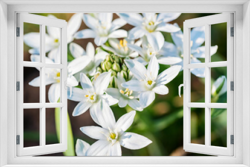 Fototapeta Naklejka Na Ścianę Okno 3D - Scilla luciliae. White beautiful flowers, close-up photo.