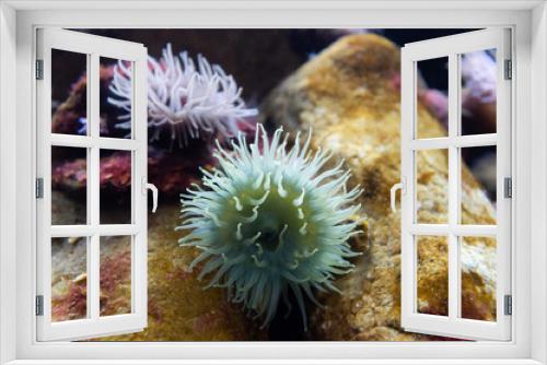 Fototapeta Naklejka Na Ścianę Okno 3D - Sea anemones on the stone 