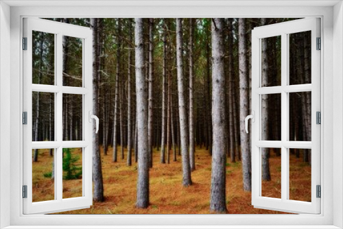 Fototapeta Naklejka Na Ścianę Okno 3D - Forest scenery with dense trees