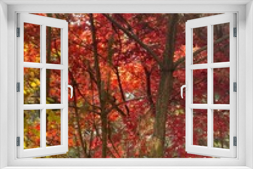 Fototapeta Naklejka Na Ścianę Okno 3D - 가을 단풍이 예쁜 충북 제천 박달재, 산책로를 걷는 사람 / Bakdaljae Pass in Jecheon, Chungcheongbuk-do, where autumn leaves are pretty, a person who walks on the trail 