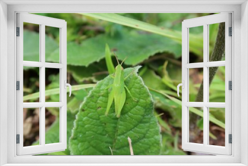 Fototapeta Naklejka Na Ścianę Okno 3D - Green grasshopper on leaf in Florida wild, closeup